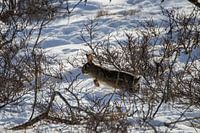 Een konijn op de vlucht