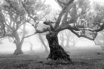 Mage arboricole (noir-blanc) sur Orangefield-images