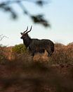 Zuid Afrikaanse Impala van Ian Schepers thumbnail