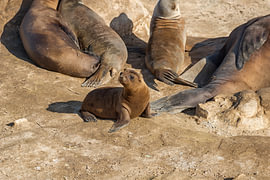 A Curious Sea Lion Pup by Joseph S Giacalone Photography
