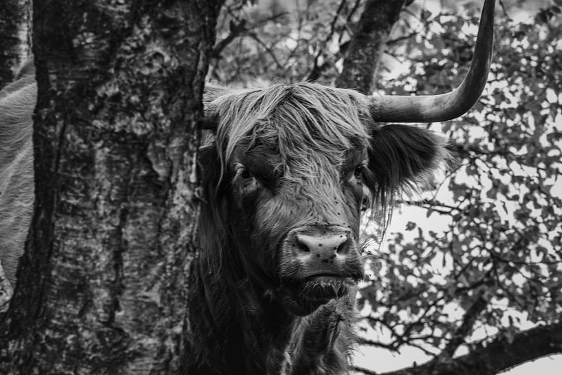 Schotse hooglander speelt verstoppertje par henry hummel