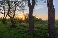 tussen de bomen door de zonsopgang