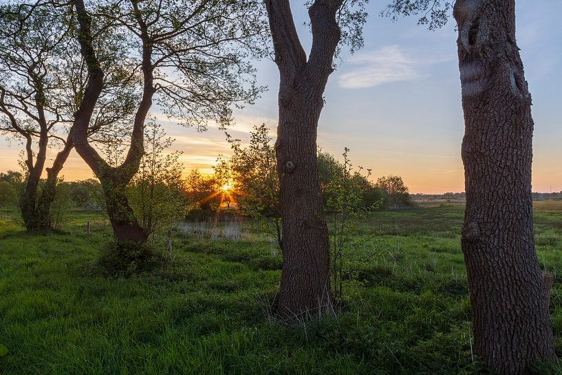 between the trees the sunrise by Daphne Kleine