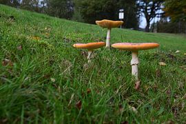 Pilze von Colinda De Vries - Trof