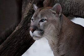 The graceful head of a graceful puma - a beautiful predatory cat, close-up against a background of a by Michael Semenov