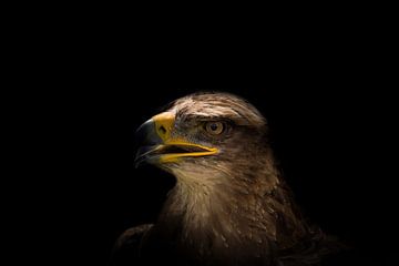 Close-up van een arendbuizerd, creatief bewerkt van Wolfgang Unger