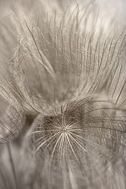 Des peluches dorées ondulant dans la lumière sur Marjolijn van den Berg