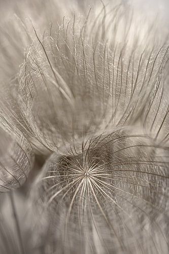 Gouden pluisjes wuivend in het licht