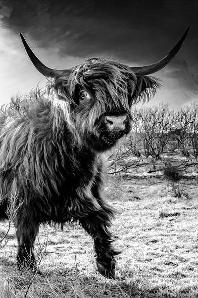 Highlander bedrohlich aussehende Castricum. von Frank Slaghuis