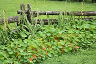 In the garden in summer by Claude Laprise thumbnail