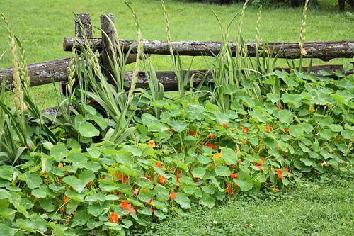 In de tuin in de zomer