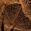 Warme gouden druppeltjes in "het web" van de pluizenbol van Marjolijn van den Berg