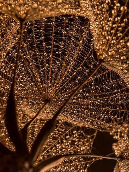 Warm golden droplets in "the web" of the fluff ball by Marjolijn van den Berg