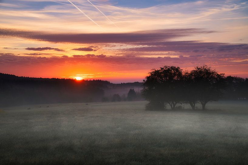 Boom in een weiland in de mist bij zonsopgang van Martin Köbsch