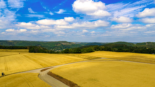 Les champs de céréales dorés de l'Eifel vus du ciel
