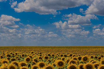 Sunflowers by Ruud Bakker