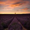 Lavendelfeld in der Provence in Frankreich mit allein stehendem Baum. von Voss Fine Art Fotografie