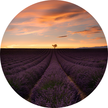 Lavendelveld in de Provence in Frankrijk met een alleenstaande boom. van Voss Fine Art Fotografie