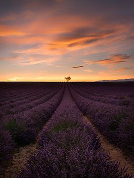 Lavendelveld in de Provence in Frankrijk met een alleenstaande boom. van Voss Fine Art Fotografie
