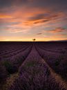 Lavendelfeld in der Provence in Frankreich mit allein stehendem Baum. von Voss Fine Art Fotografie Miniaturansicht