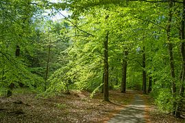 Lichtung im Wald mit sonnenbeschienenen Buchen von Tjamme Vis