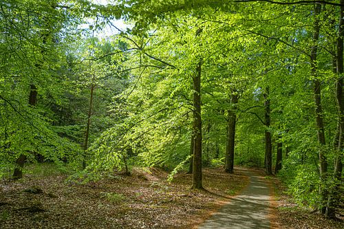 A clearing in a wood with beech trees bathed in sunlight