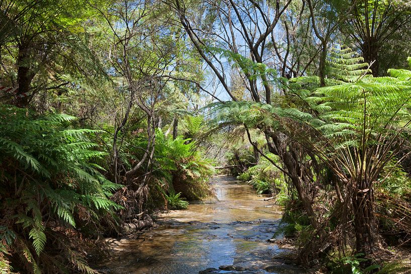 Regenwald und Wasserfall in den Blue Mountains, New South Wales, Australien von Tjeerd Kruse