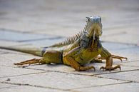 USA, Florida, Huge orange lizard of type Iguana close up frontal by adventure-photos thumbnail