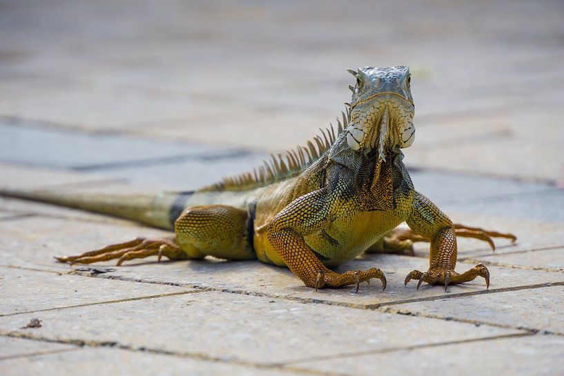 USA, Florida, Huge orange lizard of type Iguana close up frontal by adventure-photos