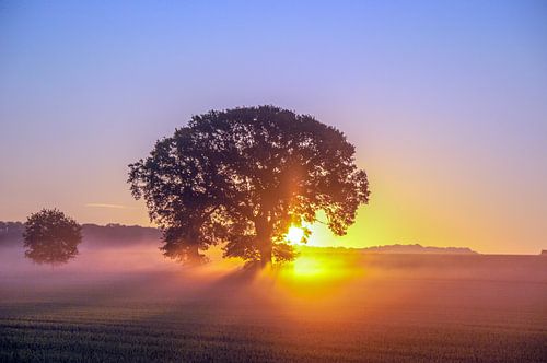 Enkele boom in het veld