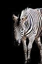 Zebra van Design Wall Arts thumbnail