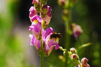 Durstige Biene