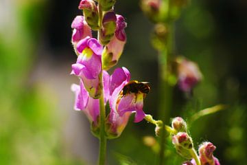 Abeille assoiffée sur Bart Vancamp