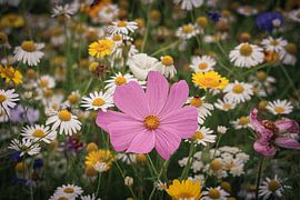 Spring feeling by Ilona Water