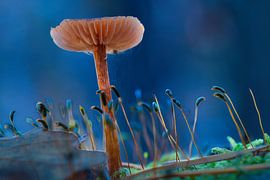 Photo macro d'un champignon délicat dans la mousse, aux couleurs douces et avec un arrière-plan en bokeh. sur Martin Köbsch