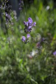Lavendel von Art. by Janine
