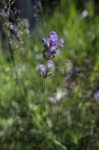 Abstracte fotografie | Abstract expressionisme | Modern abstract | Paarse lavendel arens