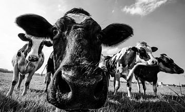 Cows in a field during summer in black and white