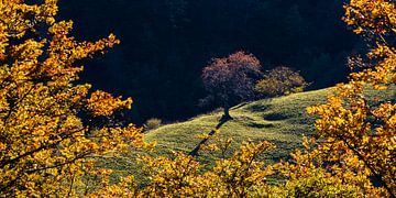 Couleurs d'automne dans la vallée de Münster, Forêt-Noire sur Werner Dieterich
