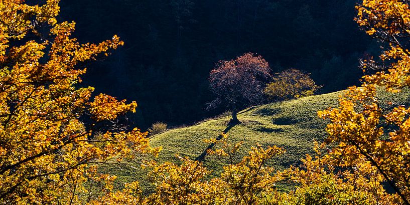 Herbstfarben im Münstertal, Schwarzwald von Werner Dieterich