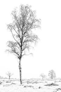 Winter bomen