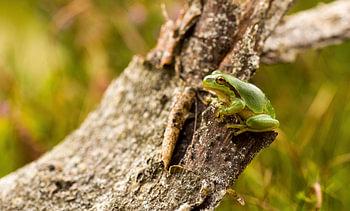 Laubfrosch