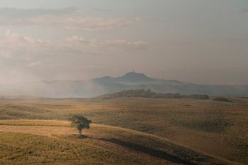 Tree in the morning sun
