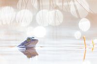Moor frog in backlight
