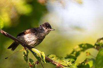 Zwartkapje (Sylvia atricapilla) van Dirk Rüter