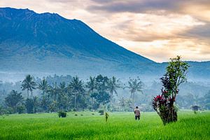 Un agriculteur dans sa rizière devant le volcan Agung à Bali