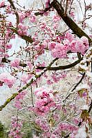 Schnee auf rosa Kirschblüte