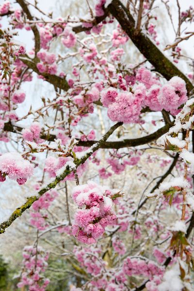 Schnee auf rosa Kirschblüte von Jose Derks