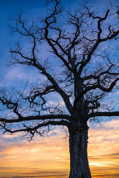 Un arbre avant le coucher du soleil par VIDEOMUNDUM