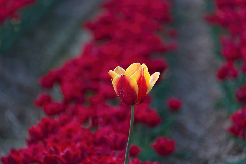 LE SOLITAIRE par Christian Schmidt